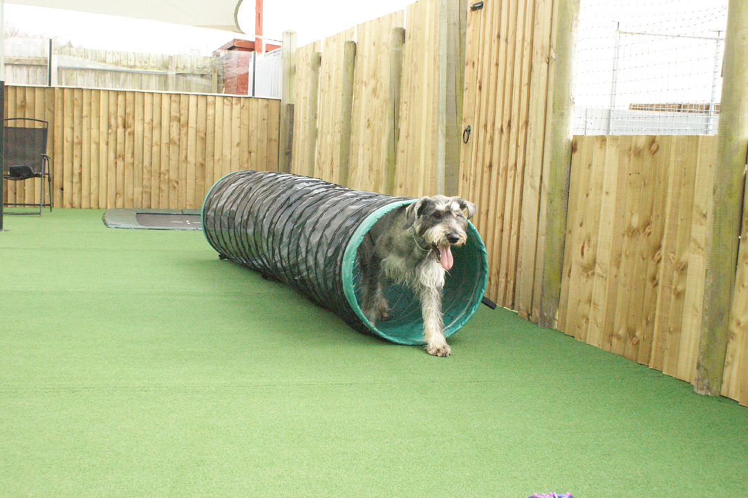 Hyltonkennels Doggy Day Care At Solihull, Bromsgrove And