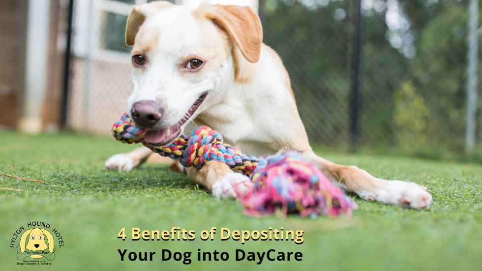 4 Benefits of Depositing Your Dog into DayCare
