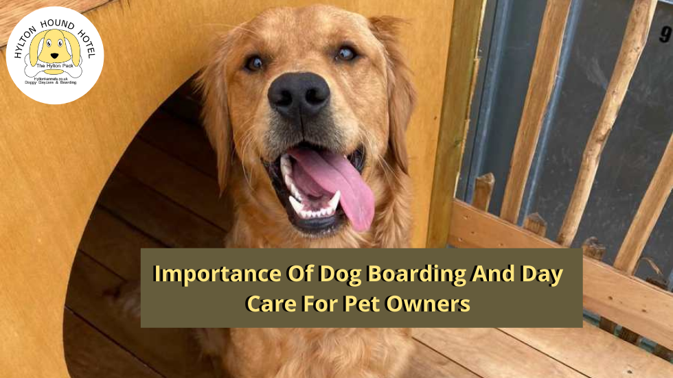 Importance Of Dog Boarding And Day Care For Pet Owners