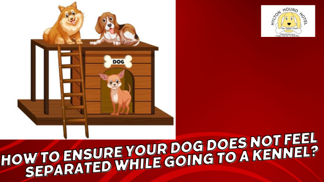How to Ensure Your Dog Does Not Feel Separated While Going to a Kennel?