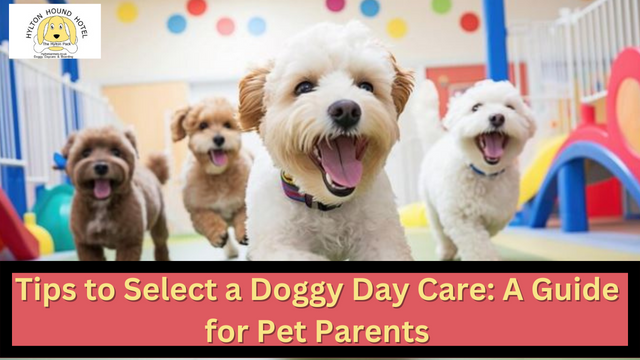 Tips to Selecta Doggy Day Care: A Guide for Pet Parents