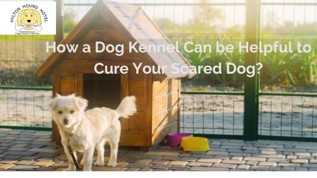 How a Dog Kennel Can be Helpful to Cure Your Scared Dog?